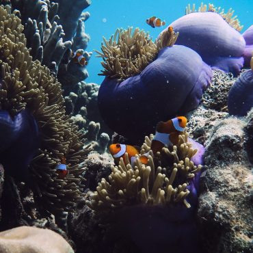 Finding Nemo – Bersukaria Indonesia